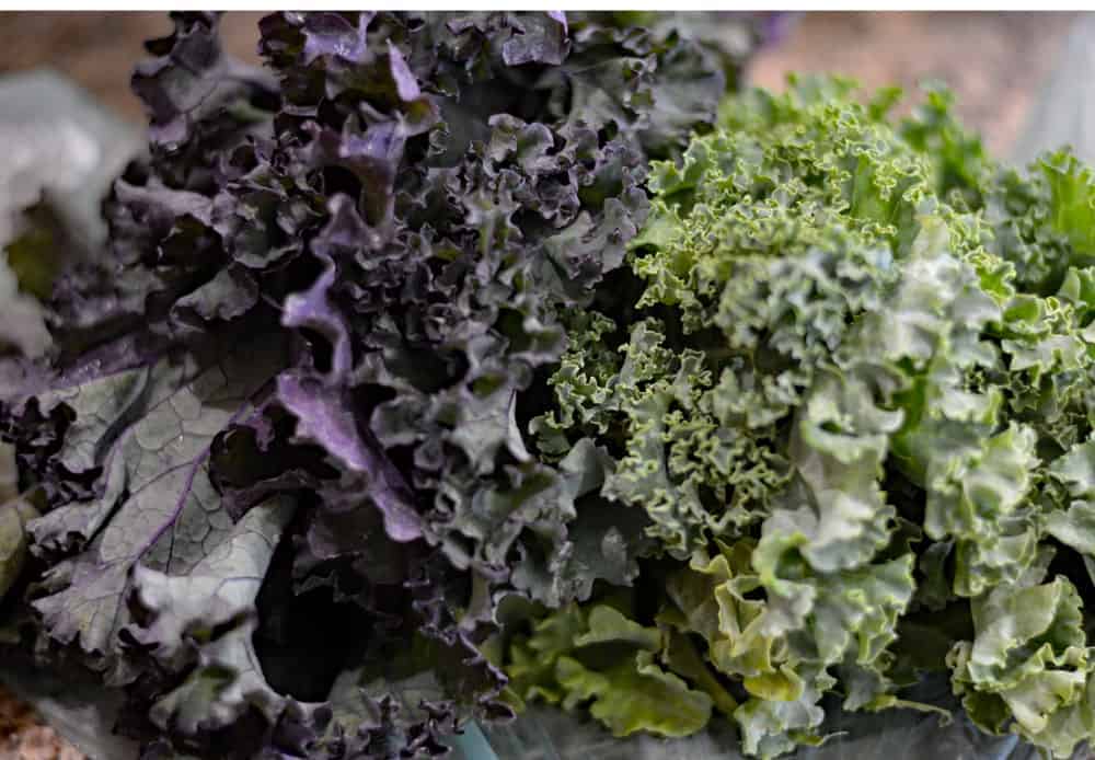 Purple and Curly Kale Bunches