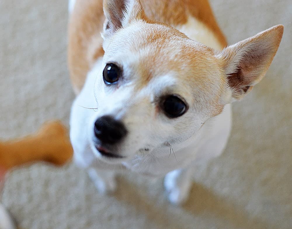 Peanut Butter Dog Treats
