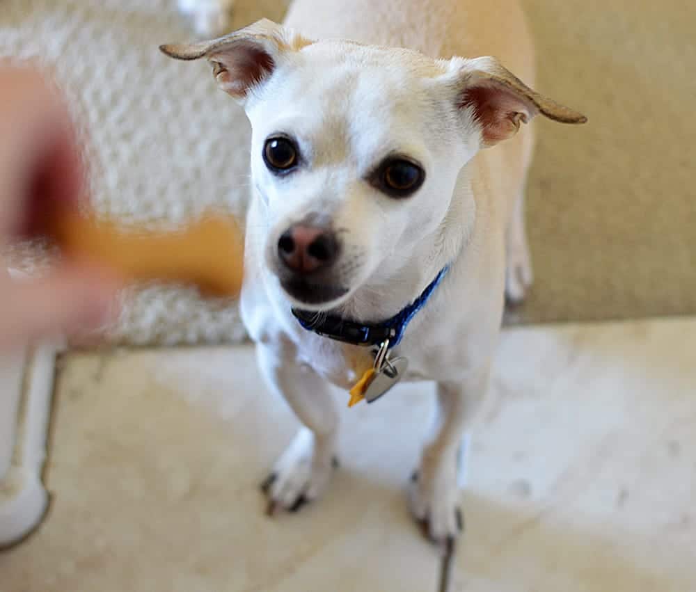 Peanut Butter Dog Treats